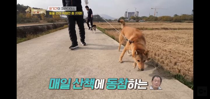 [충격] 무려 127마리 개고양이와 함께 지내는 회사 | 인스티즈