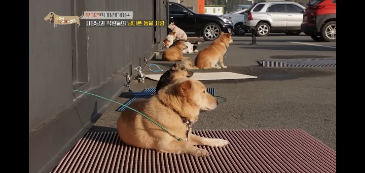 [충격] 무려 127마리 개고양이와 함께 지내는 회사 | 인스티즈