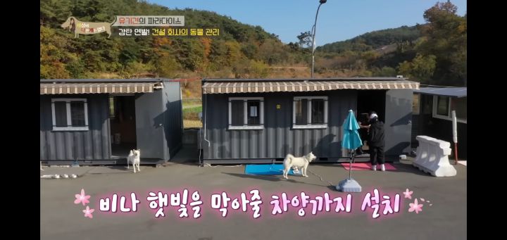 [충격] 무려 127마리 개고양이와 함께 지내는 회사 | 인스티즈