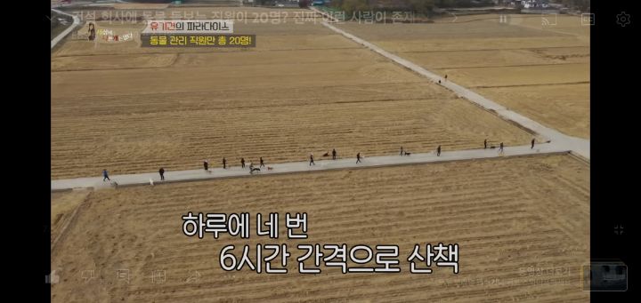 [충격] 무려 127마리 개고양이와 함께 지내는 회사 | 인스티즈