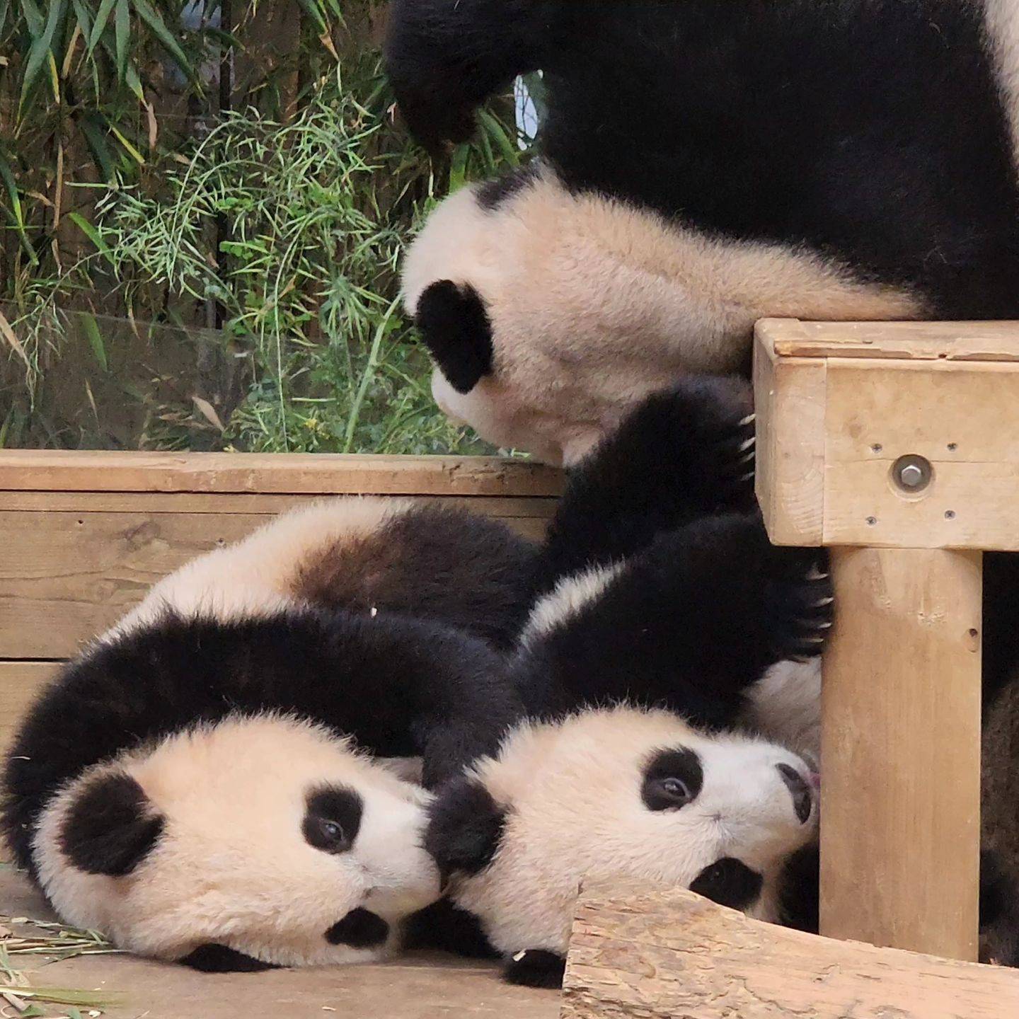 쌍둥이는 쌍둥이다 feat.루이후이바오🐼 | 인스티즈