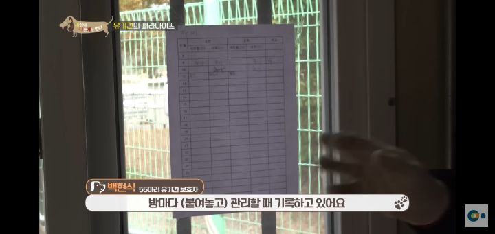 [충격] 무려 127마리 개고양이와 함께 지내는 회사 | 인스티즈