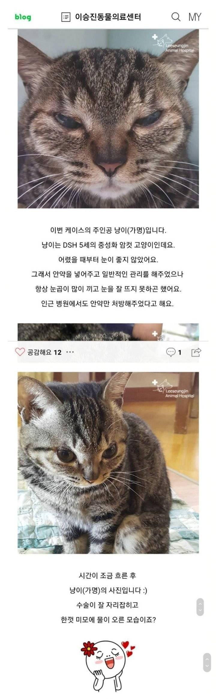 고양이 쌍수후기 | 인스티즈