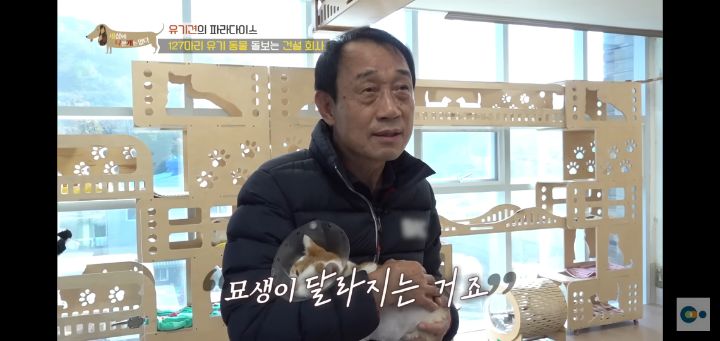 [충격] 무려 127마리 개고양이와 함께 지내는 회사 | 인스티즈