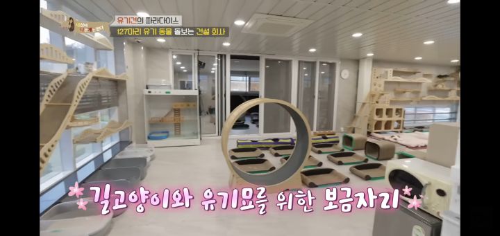 [충격] 무려 127마리 개고양이와 함께 지내는 회사 | 인스티즈