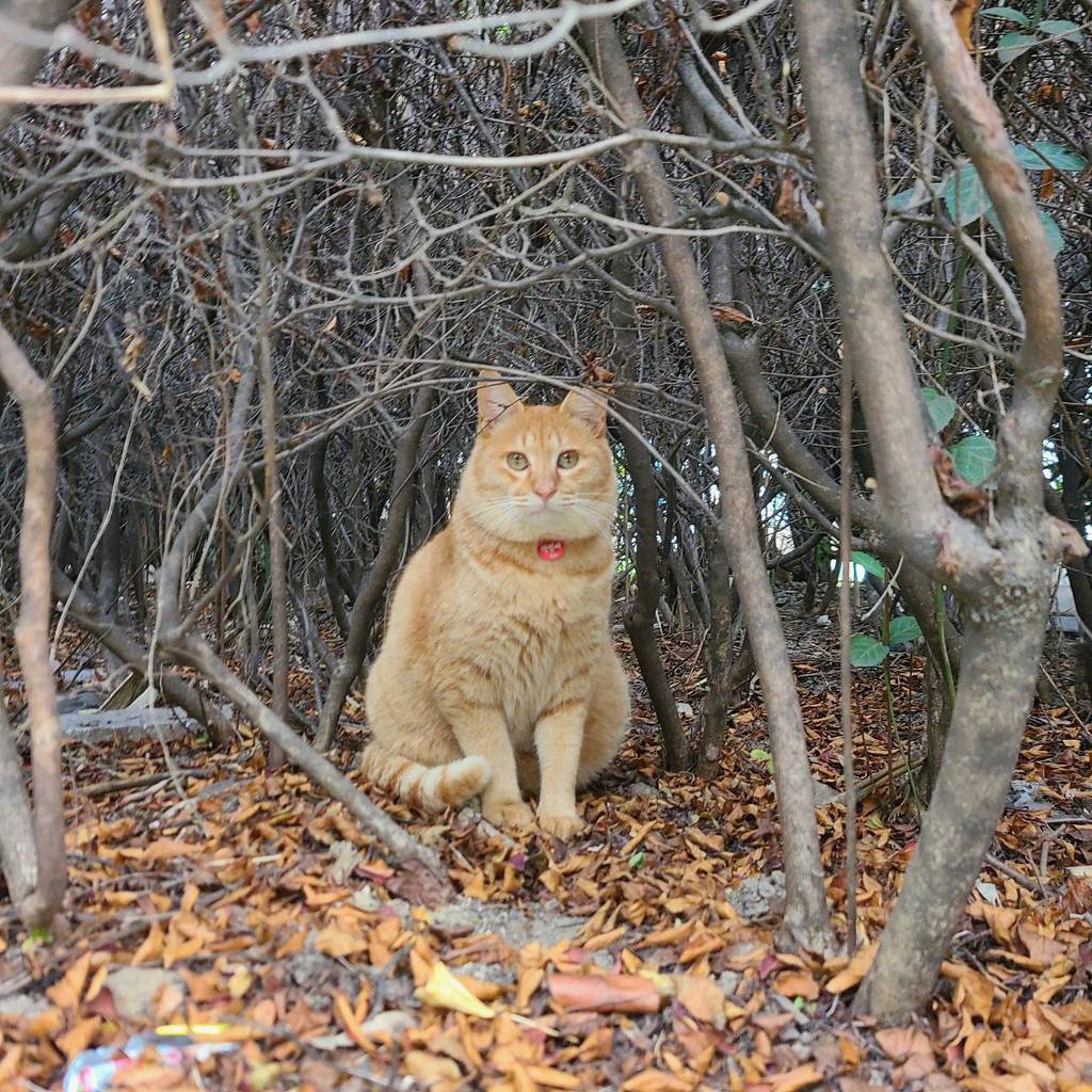 와 우리학교에서 키우는 길냥이 겨울된다고 후덕해졌어…..진짜 뚱냥이됐음ㅋㅋㅋㅋㅋㅋㅋㅋㅋㅋㅋ | 인스티즈