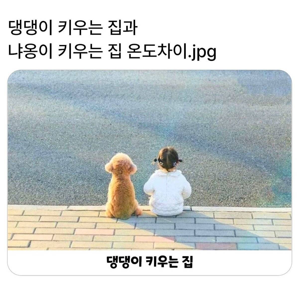 댕댕이 키우는집과 냐옹이 키우는집 온도차이 | 인스티즈