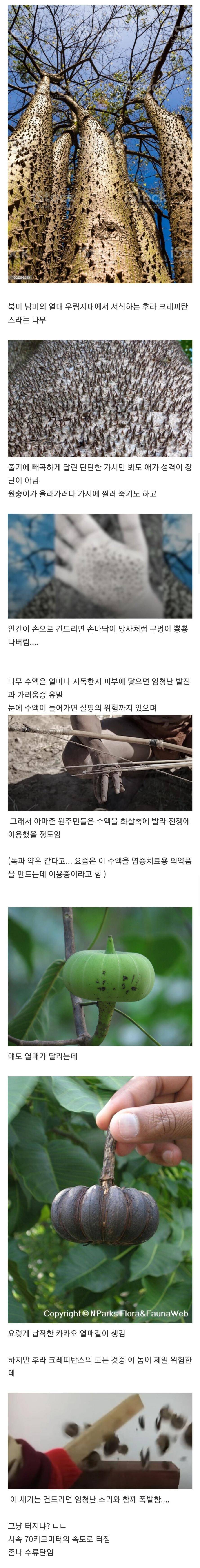 하나부터 열까지 독기 그 자체라는 나무 | 인스티즈
