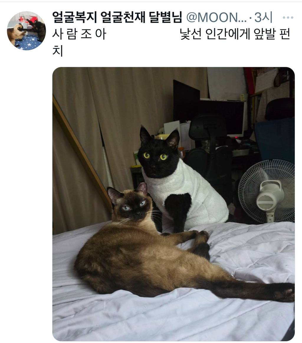 집사는 아니지만 살면서 만나본 고양이들 관상에 따라 대체로 이랬는데 이유는 모르겠음 | 인스티즈