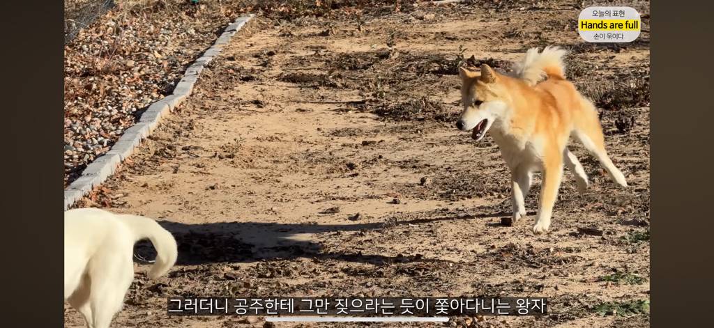 진짜 명견 같은 올리버쌤네 왕자 | 인스티즈