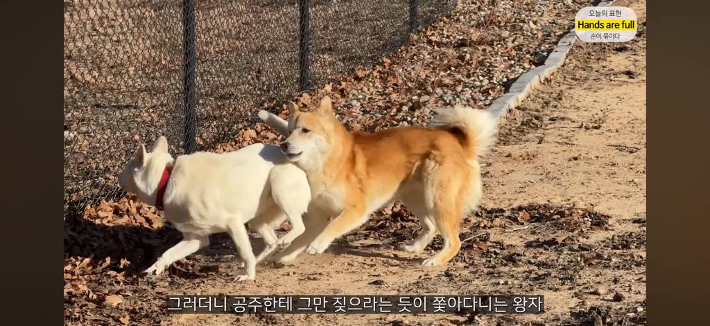 진짜 명견 같은 올리버쌤네 왕자 | 인스티즈