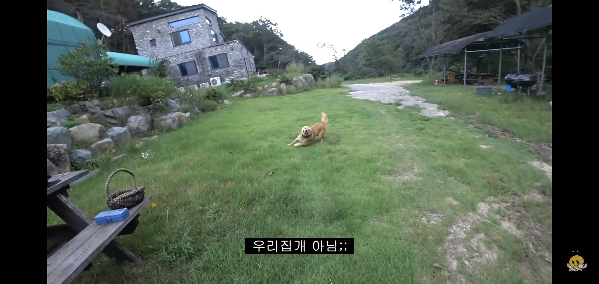 갑자기 유튜버 집에 들어온 떠돌이개가 알고보니 부잣집 도련님이었음.jpg | 인스티즈