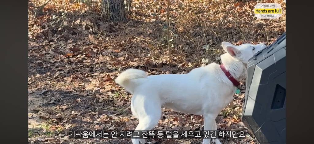진짜 명견 같은 올리버쌤네 왕자 | 인스티즈