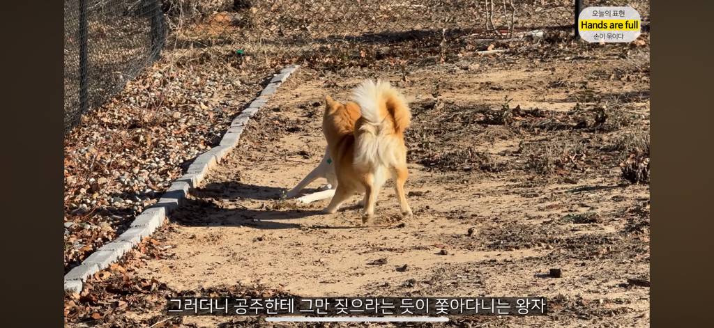 진짜 명견 같은 올리버쌤네 왕자 | 인스티즈
