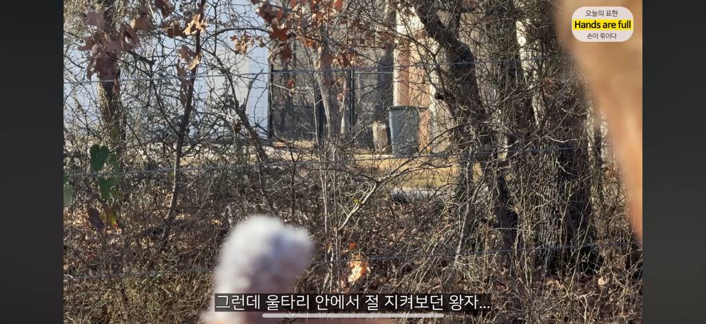 진짜 명견 같은 올리버쌤네 왕자 | 인스티즈