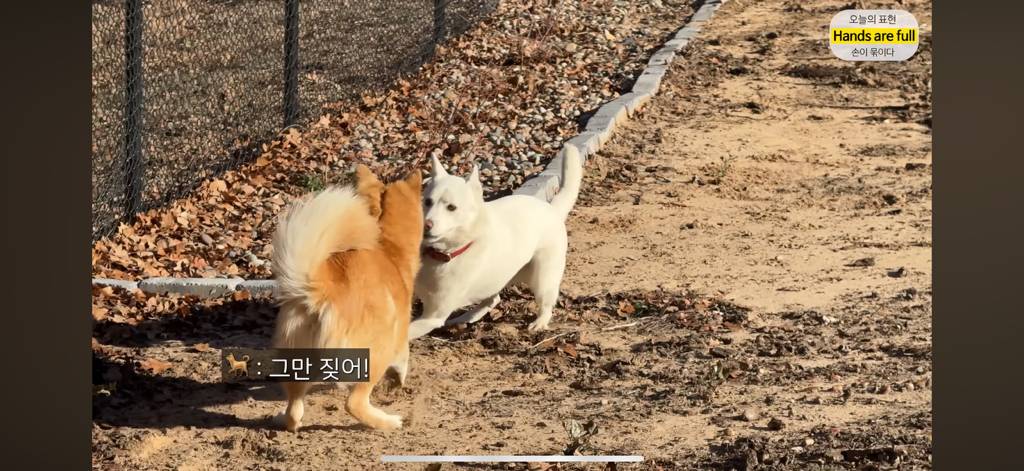 진짜 명견 같은 올리버쌤네 왕자 | 인스티즈