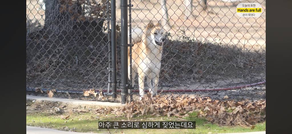 진짜 명견 같은 올리버쌤네 왕자 | 인스티즈