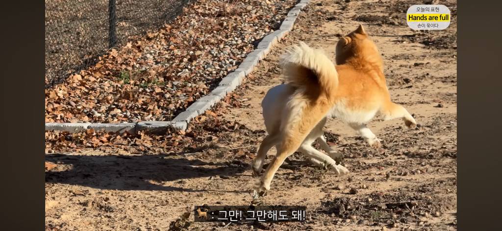 진짜 명견 같은 올리버쌤네 왕자 | 인스티즈