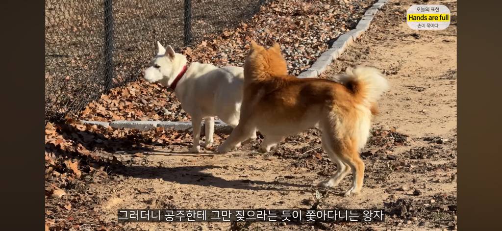 진짜 명견 같은 올리버쌤네 왕자 | 인스티즈
