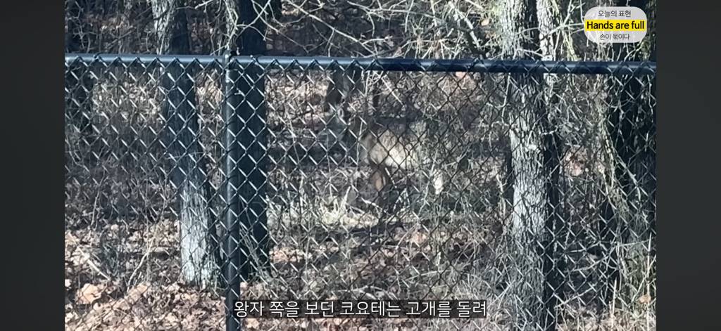 진짜 명견 같은 올리버쌤네 왕자 | 인스티즈