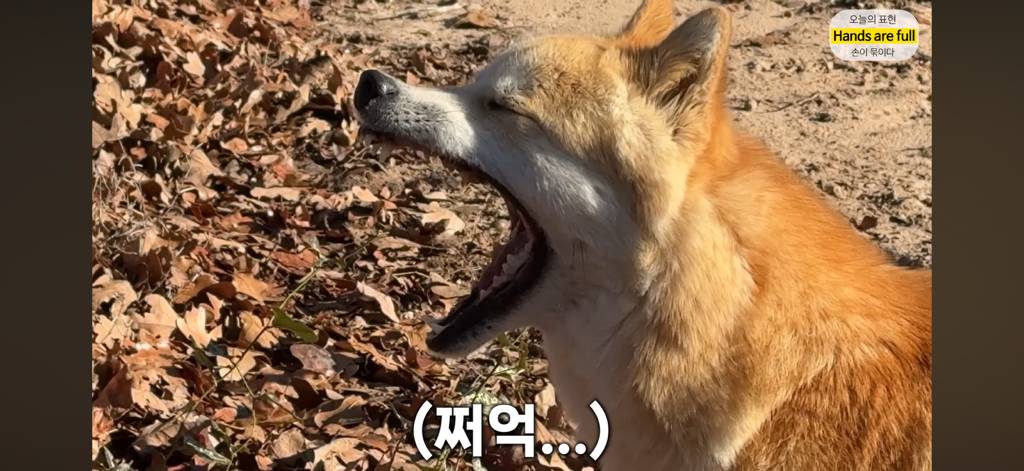 진짜 명견 같은 올리버쌤네 왕자 | 인스티즈