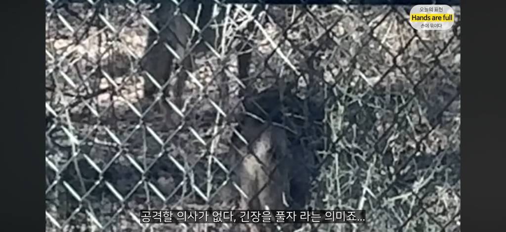 진짜 명견 같은 올리버쌤네 왕자 | 인스티즈