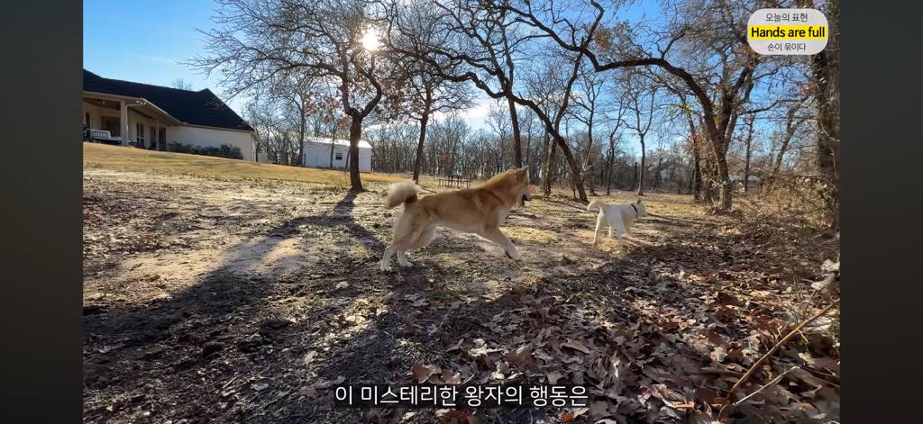 진짜 명견 같은 올리버쌤네 왕자 | 인스티즈
