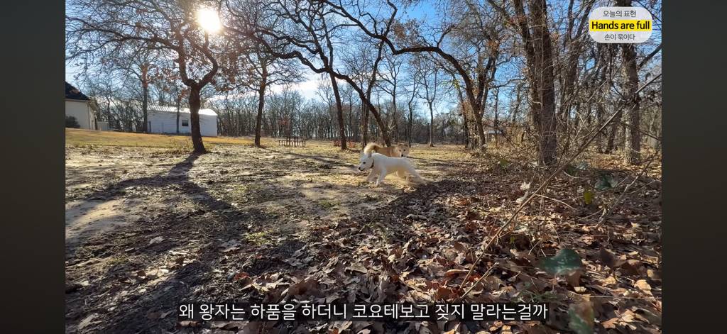 진짜 명견 같은 올리버쌤네 왕자 | 인스티즈
