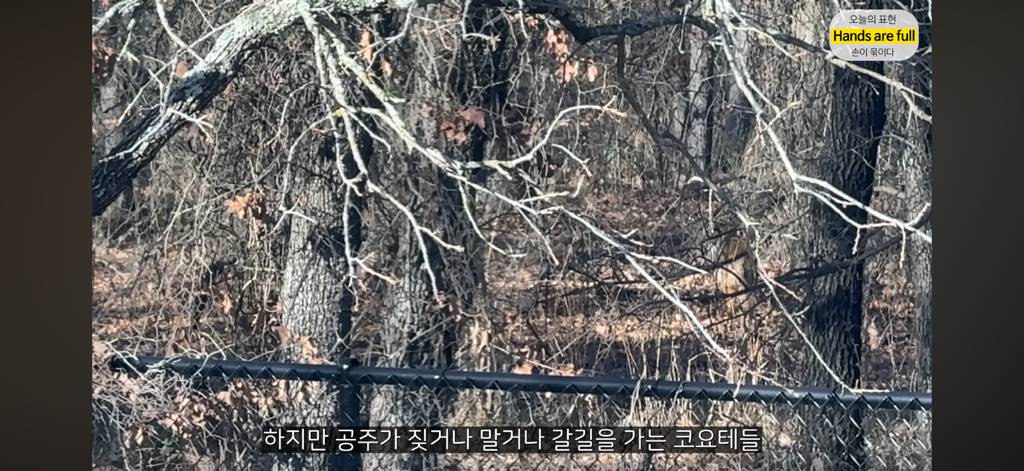 진짜 명견 같은 올리버쌤네 왕자 | 인스티즈