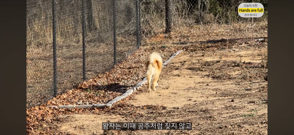 진짜 명견 같은 올리버쌤네 왕자 | 인스티즈