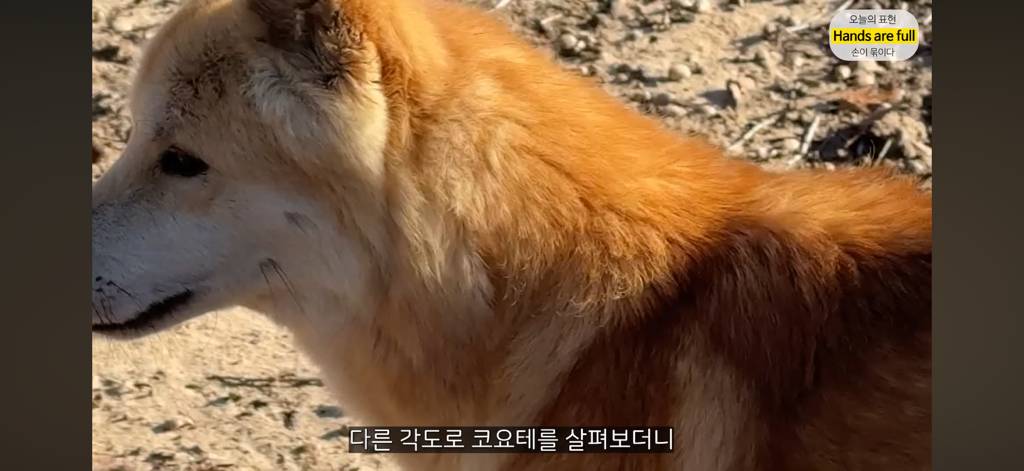 진짜 명견 같은 올리버쌤네 왕자 | 인스티즈