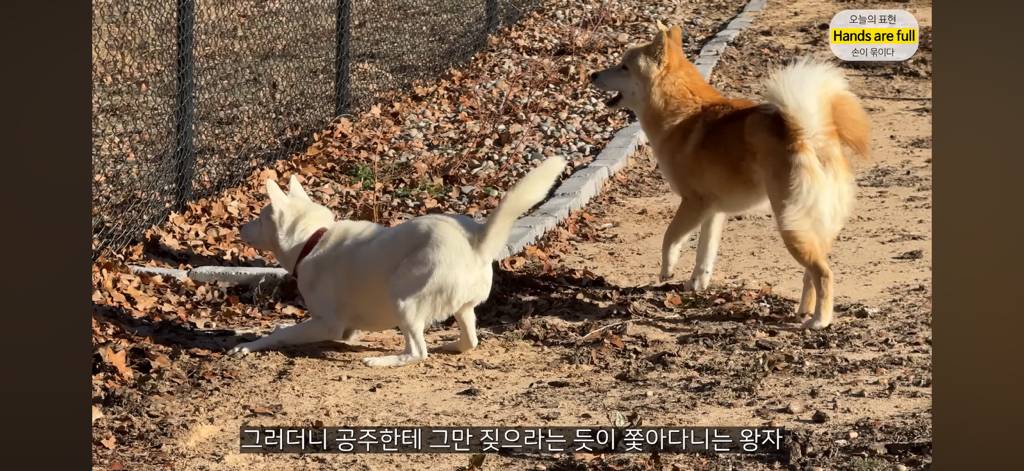 진짜 명견 같은 올리버쌤네 왕자 | 인스티즈