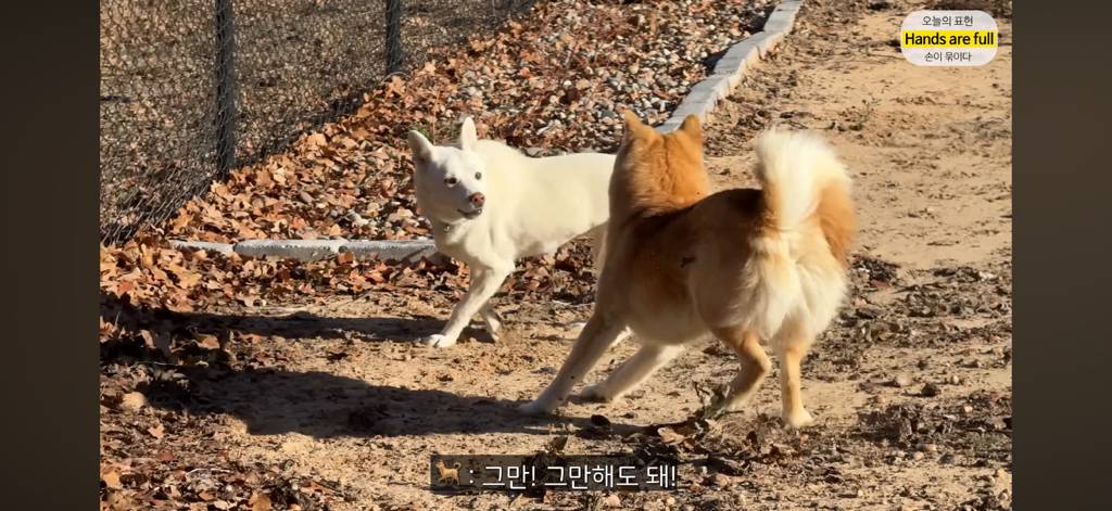 진짜 명견 같은 올리버쌤네 왕자 | 인스티즈