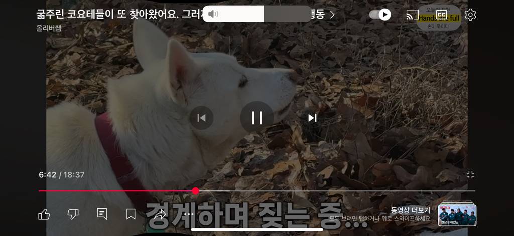 진짜 명견 같은 올리버쌤네 왕자 | 인스티즈
