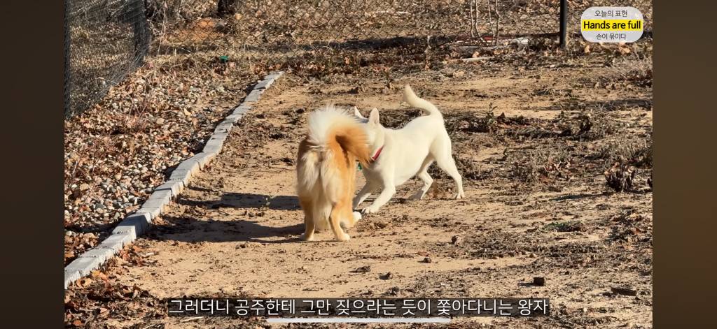 진짜 명견 같은 올리버쌤네 왕자 | 인스티즈