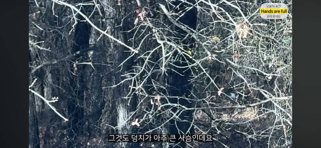 진짜 명견 같은 올리버쌤네 왕자 | 인스티즈