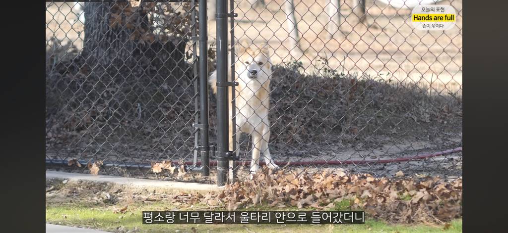 진짜 명견 같은 올리버쌤네 왕자 | 인스티즈