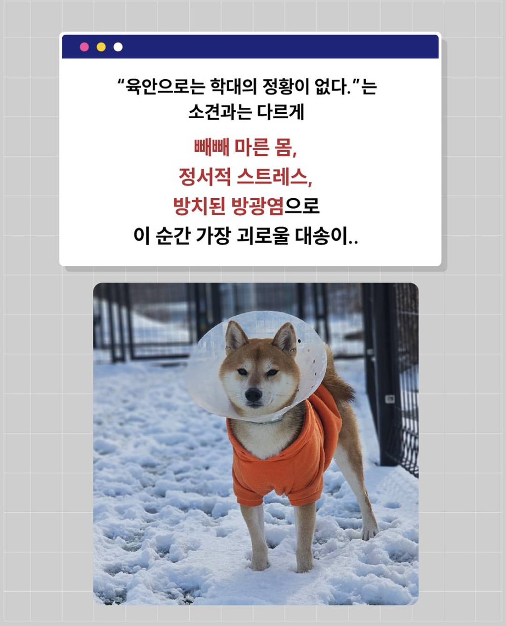 시바 박대송 파양•학대 사건 근황 | 인스티즈