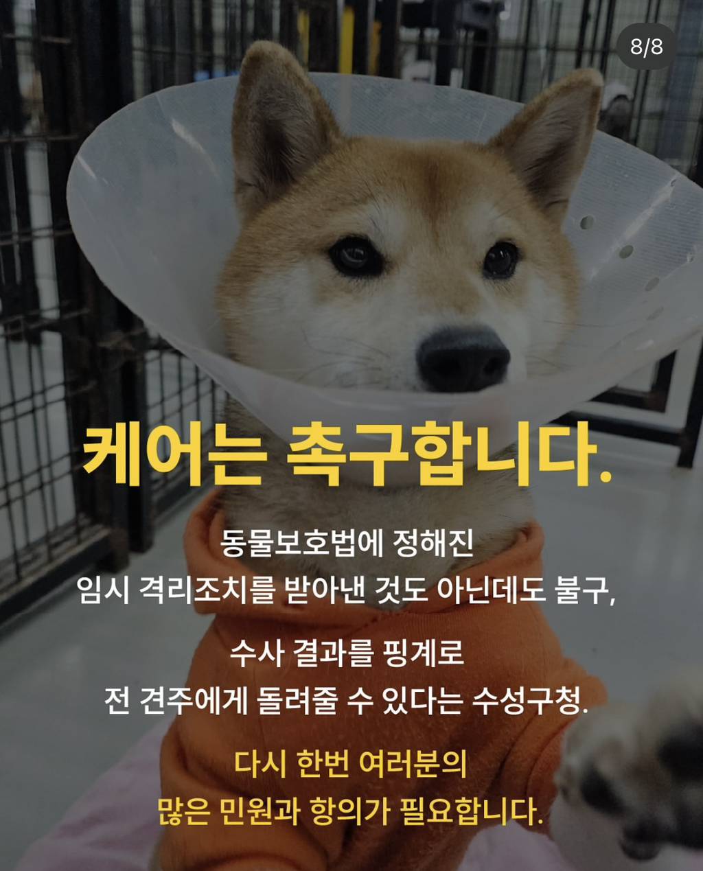 시바 박대송 파양•학대 사건 근황 | 인스티즈