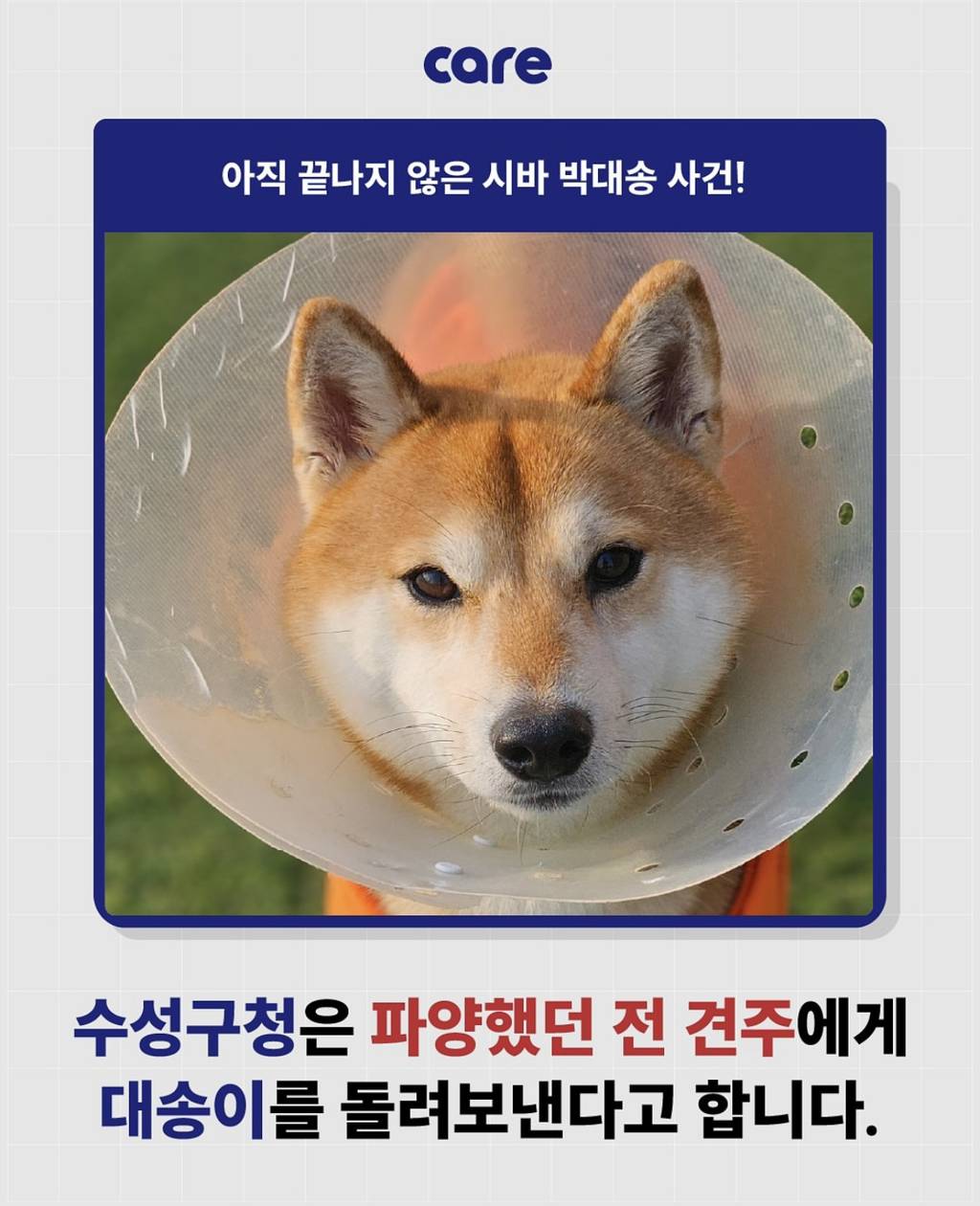 시바 박대송 파양•학대 사건 근황 | 인스티즈
