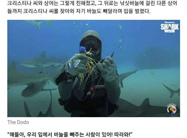 상어를 도와줬더니 주변 상어들이 몰려듬 | 인스티즈