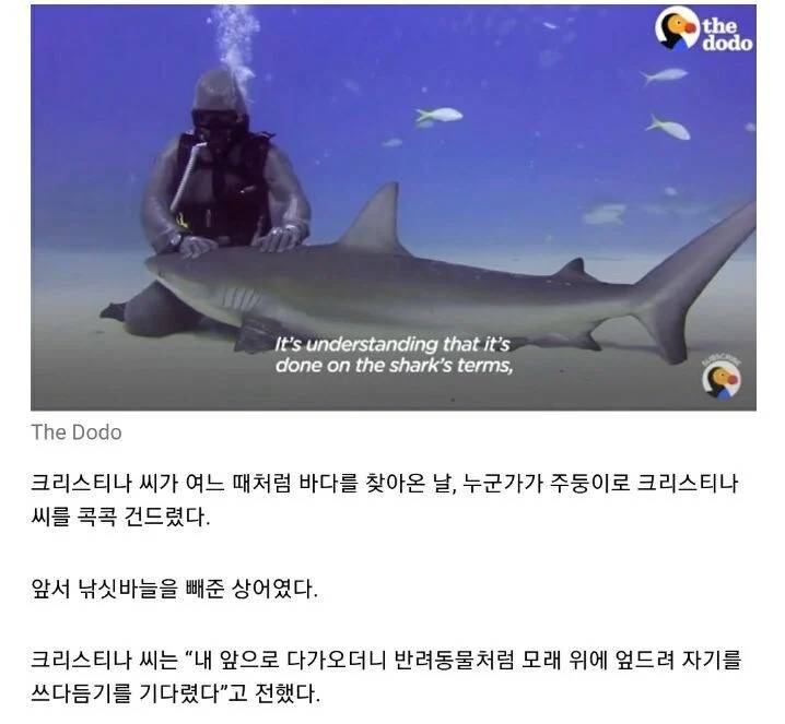 상어를 도와줬더니 주변 상어들이 몰려듬 | 인스티즈