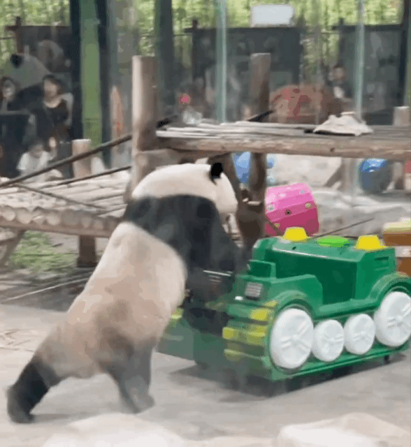 사육사가 하는건 다 따라하는 판다🐼 링옌.gif | 인스티즈