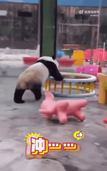 사육사가 하는건 다 따라하는 판다🐼 링옌.gif | 인스티즈