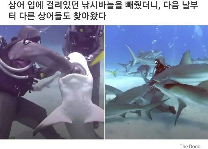 상어를 도와줬더니 주변 상어들이 몰려듬 | 인스티즈