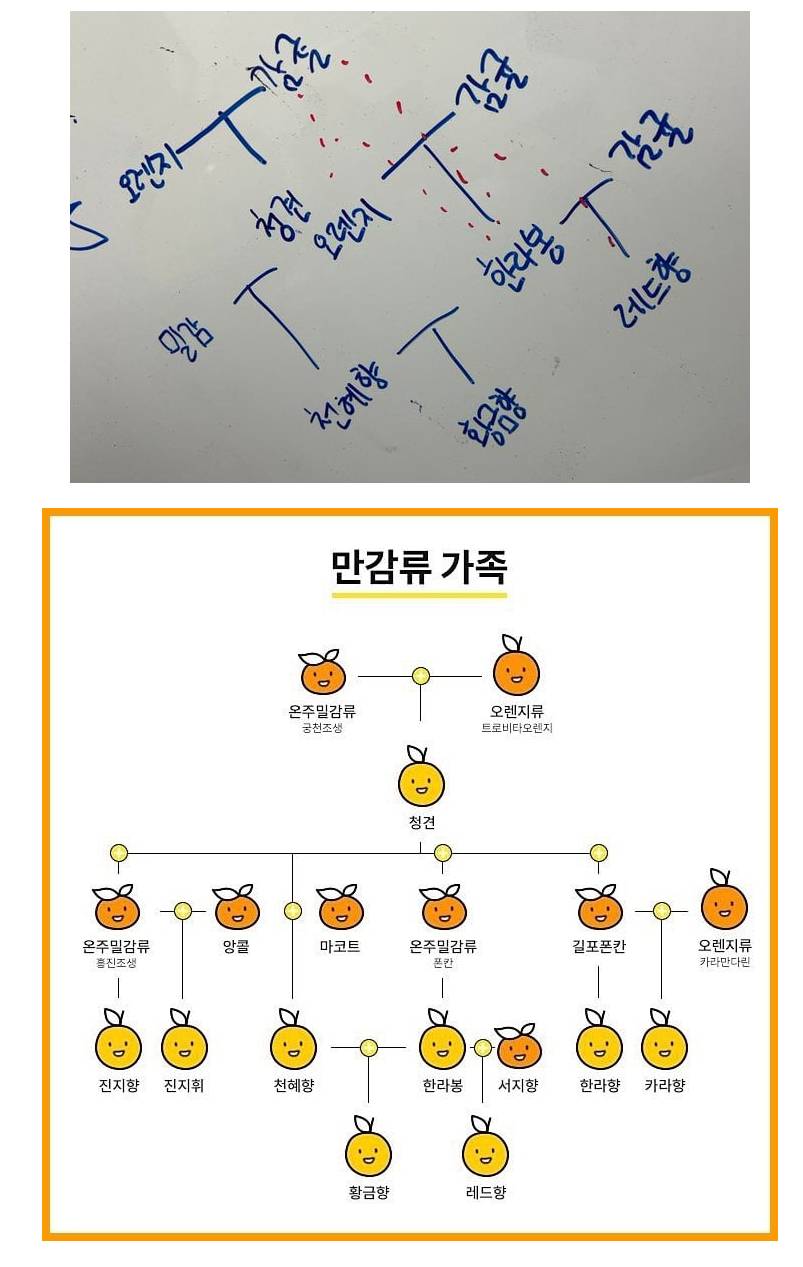 의외로 복잡한 귤의 족보.JPG | 인스티즈