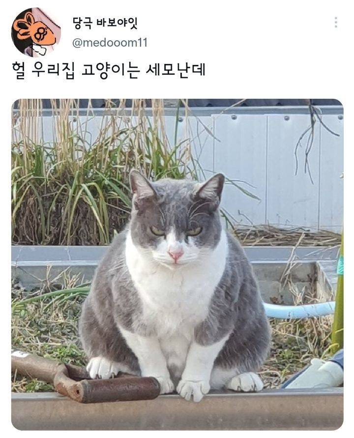 나만 없어 고양이.twt | 인스티즈