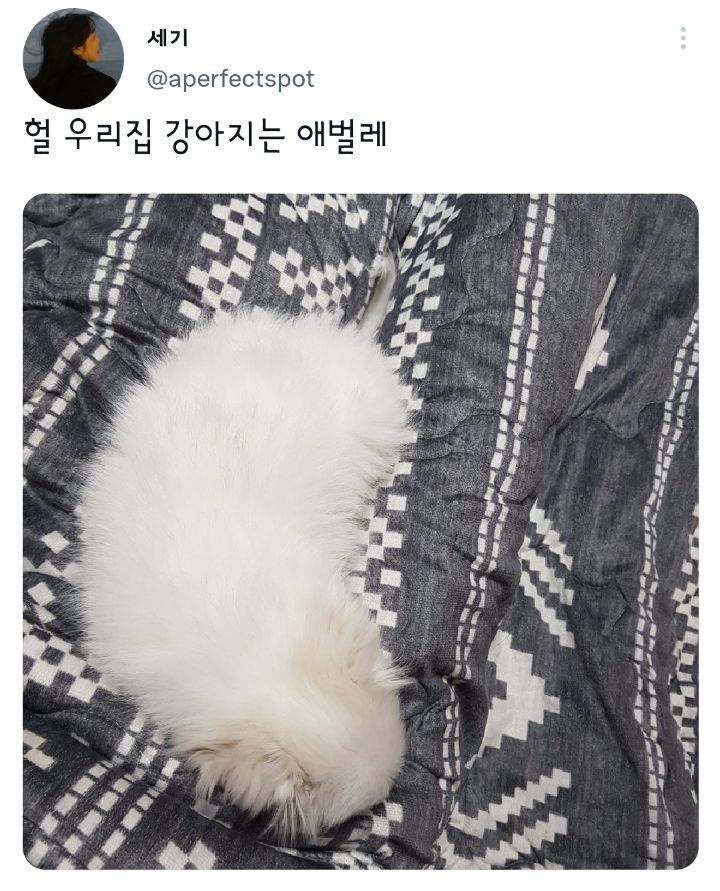 나만 없어 고양이.twt | 인스티즈