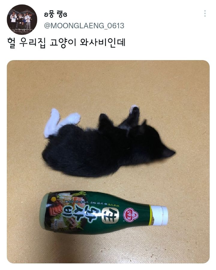 나만 없어 고양이.twt | 인스티즈