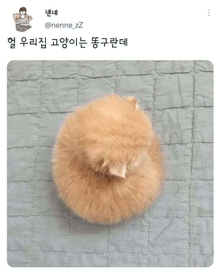 나만 없어 고양이.twt | 인스티즈